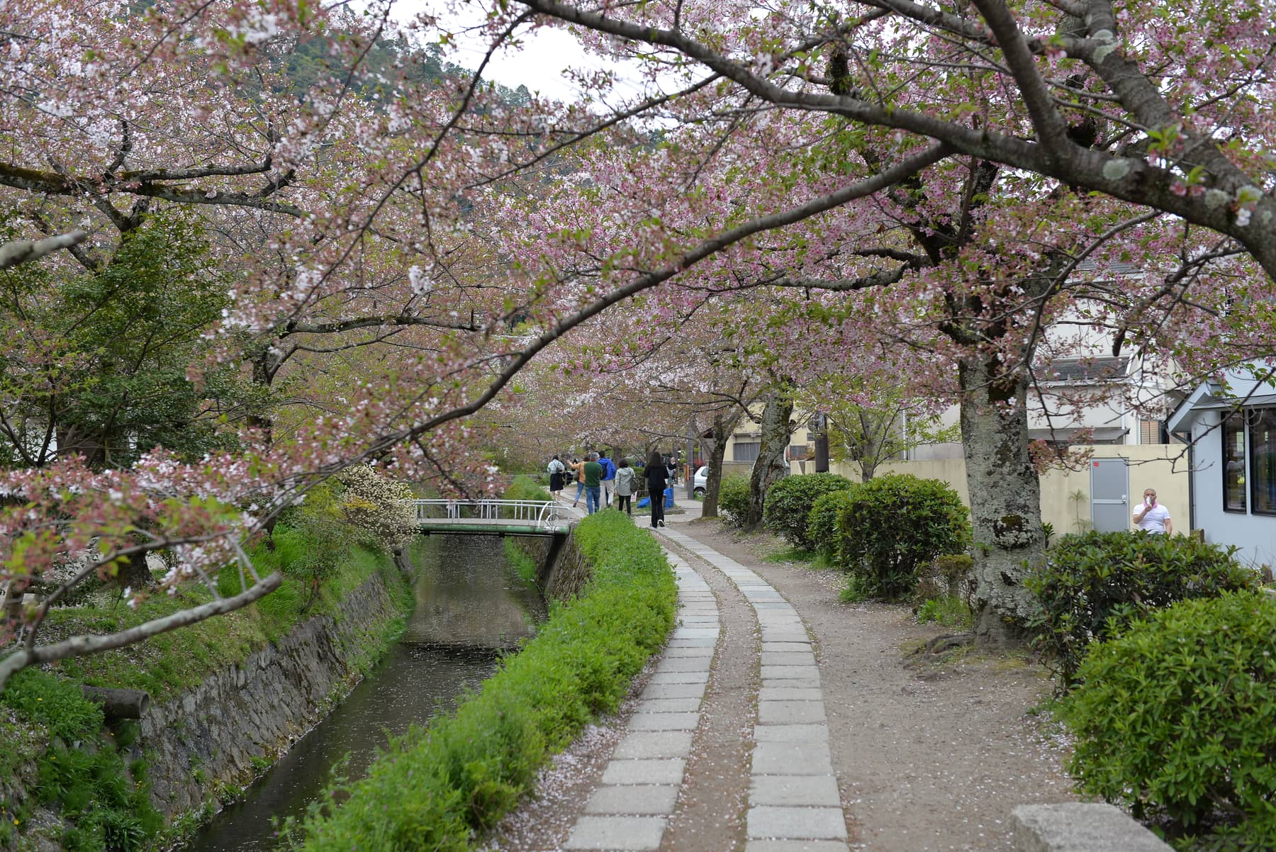 The stone Philosopher's Path runs beside a narrow canal beneath cherry trees in bloom.